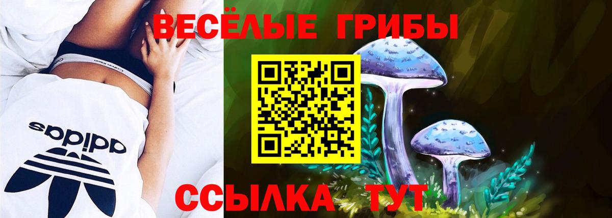 Псилоцибиновые грибы Psilocybe  Вход с VPN  Богданович  Галлюциногенные грибы Psilocybe 